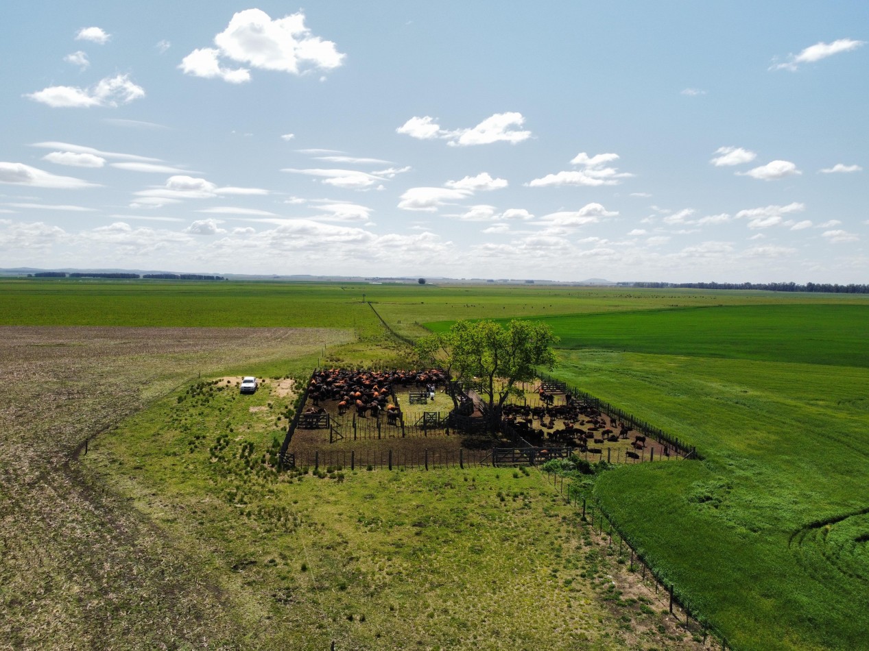 CAMPO LOBERIA  276 Ha 