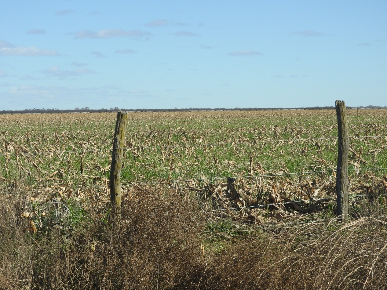 2578 hectareas en Pichihuinca, La Pampa