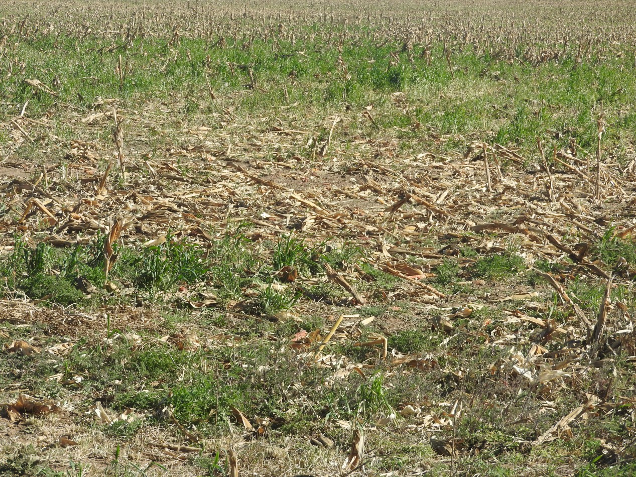 2578 hectareas en Pichihuinca, La Pampa