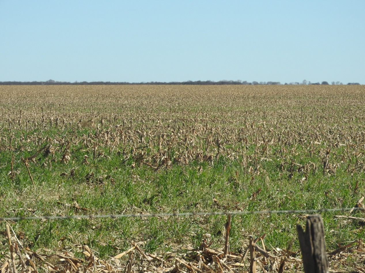 2578 hectareas en Pichihuinca, La Pampa