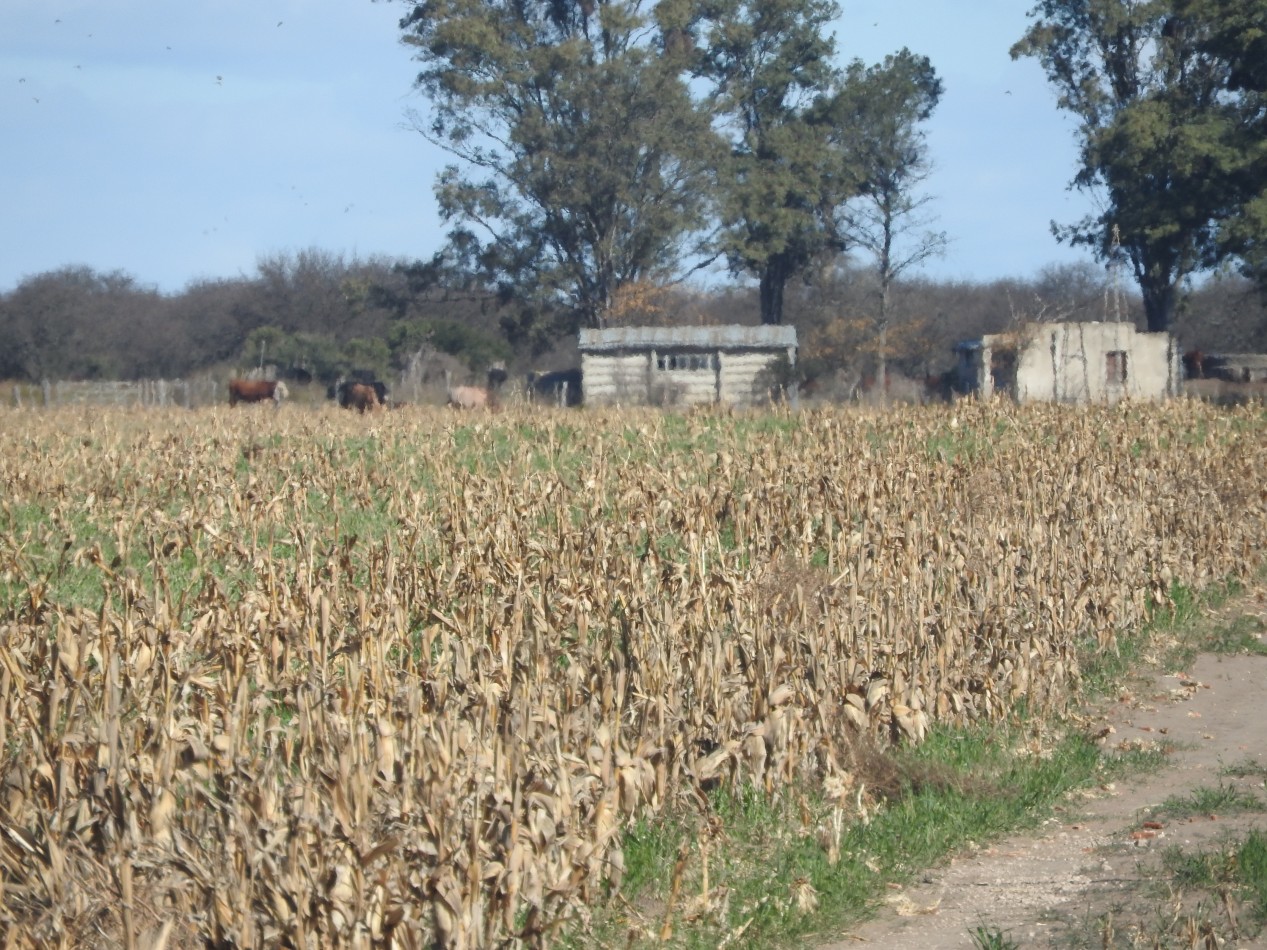 2578 hectareas en Pichihuinca, La Pampa