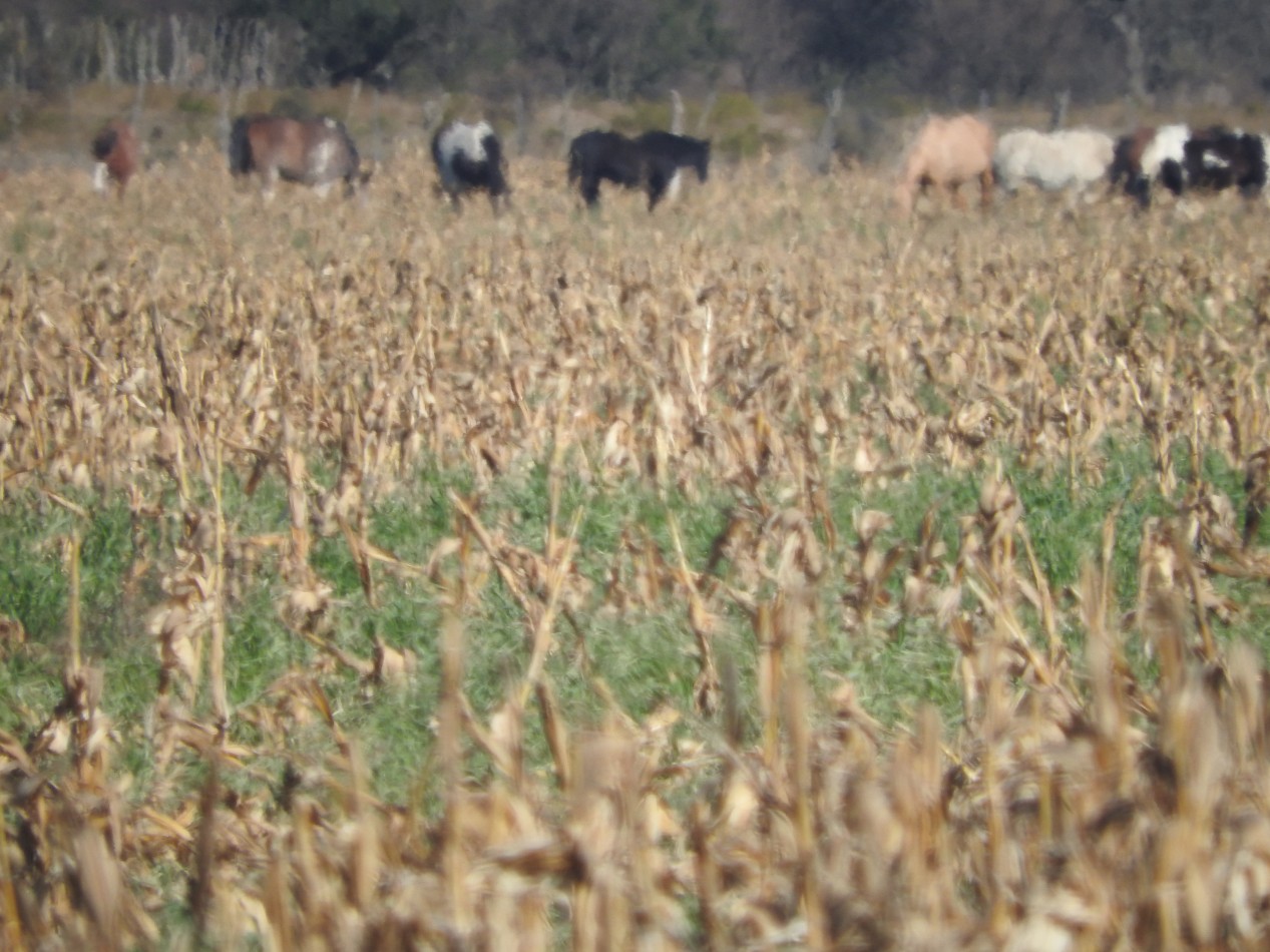 2578 hectareas en Pichihuinca, La Pampa