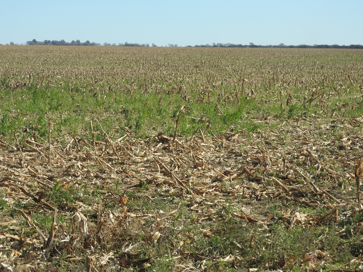 2578 hectareas en Pichihuinca, La Pampa