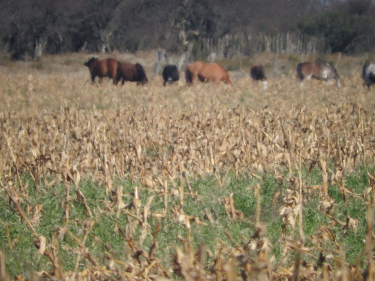 2578 hectareas en Pichihuinca, La Pampa