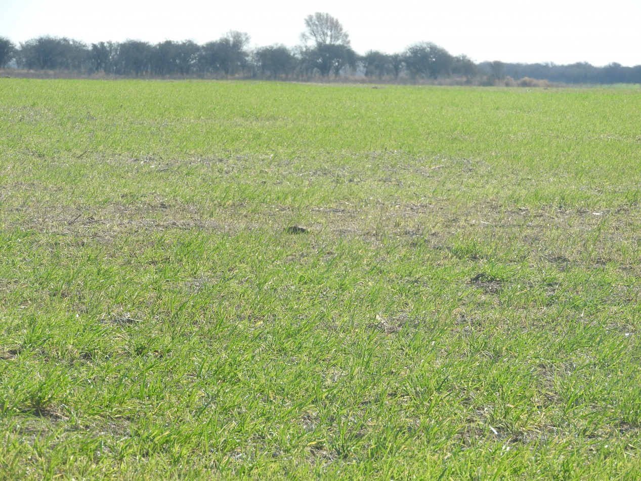 2578 hectareas en Pichihuinca, La Pampa