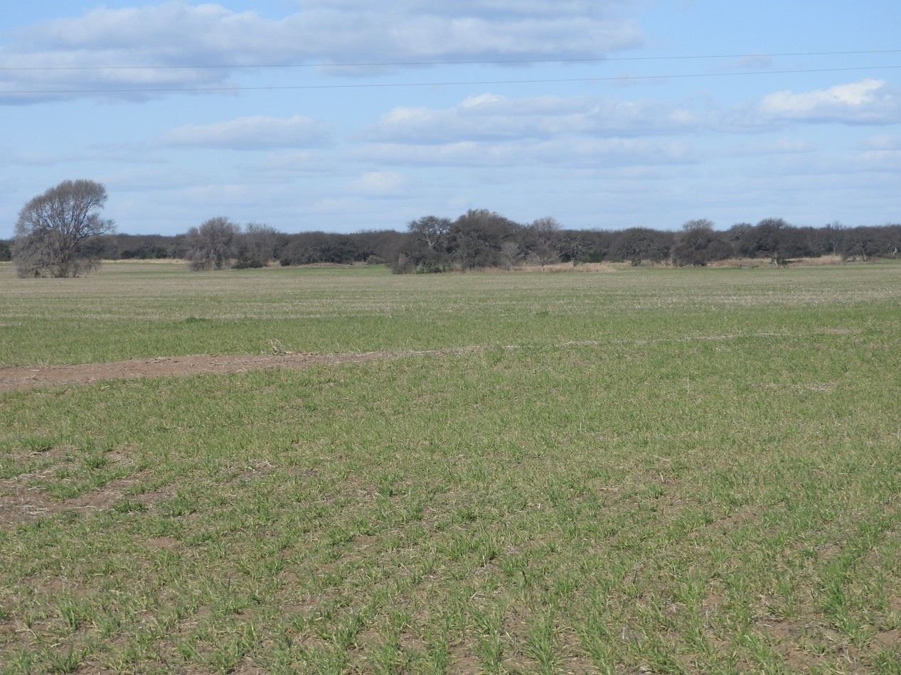 2578 hectareas en Pichihuinca, La Pampa