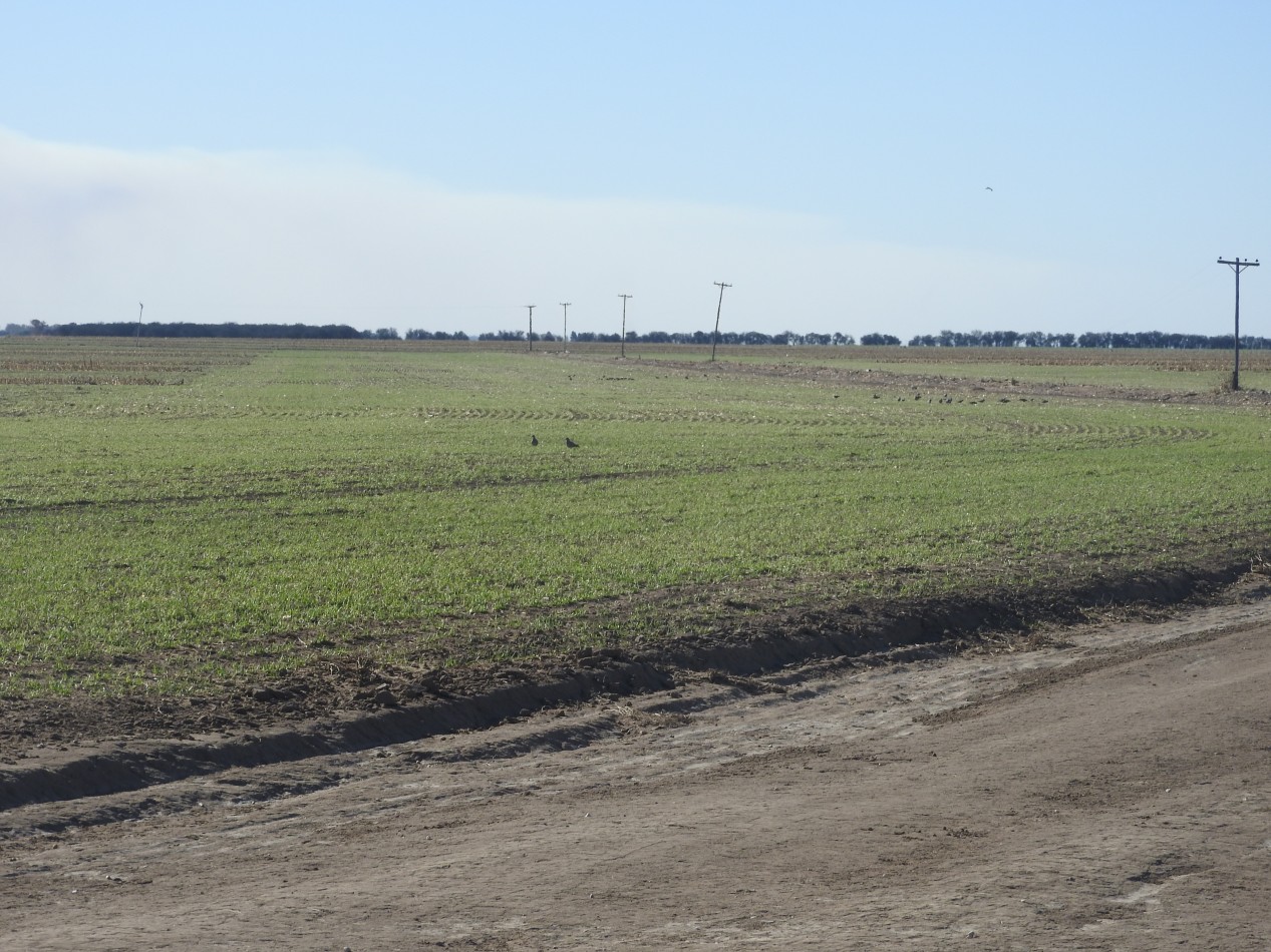 2578 hectareas en Pichihuinca, La Pampa