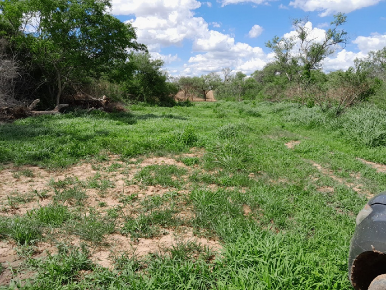 Venta de Fincas: El Yuchan y Finca Don Mingo - Rosario de la Frontera -  SALTA